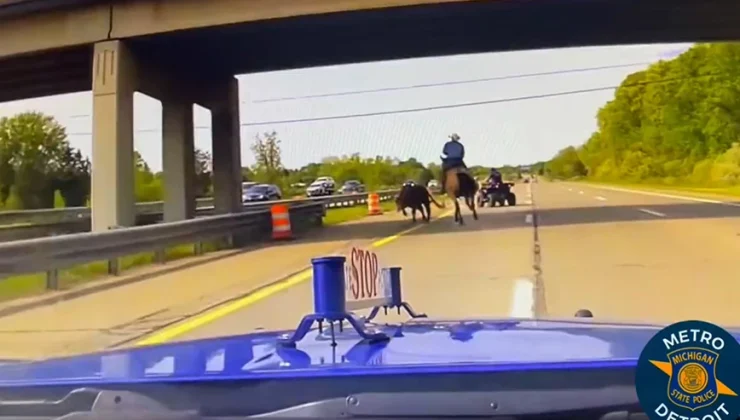 Καταδίωξη εμπνευσμένη από ταινία Western: Αστυνομικοί επιστρατεύουν καουμπόη για να πιάσει ξέφρενη αγελάδα