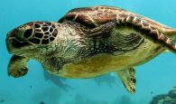 Νάξος: Νεκρή θαλάσσια χελώνα καθώς δέχτηκε μαχαιριά στον λαιμό