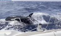 Όρκες διδάσκουν νεότερες φάλαινες δολοφόνους να επιτίθενται σε σκάφη, υποστηρίζουν ειδικοί [βίντεο]