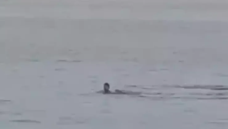Καρχαρίας κατασπάραξε 23χρονο σε παραλία της Αιγύπτου (βιντεο- σκληρές εικόνες)