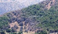 SOS: Έντομο καταστρέφει τα δάση με πουρνάρια στην Κρήτη – Απειλούνται και καλλιέργειες (φωτο)
