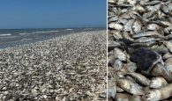 Τέξας: Δεκάδες χιλιάδες νεκρά ψάρια ξεβράστηκαν στις ακτές του κόλπου (φωτο, βιντεο)