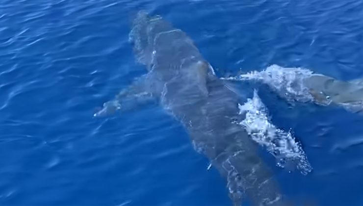 Καρχαρίας κολυμπά μπροστά σε σκάφος λίγο έξω από λιμάνι (βιντεο)