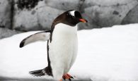 Γρίπη των πτηνών εντοπίστηκε σε πιγκουίνους κοντά στην Ανταρκτική, 200 νεοσσοί πέθαναν