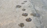 Χανιά: Ακίνδυνες μέδουσες τις πέρασαν για τσούχτρες και γέμισαν την παραλία του Βλητέ (φωτο)