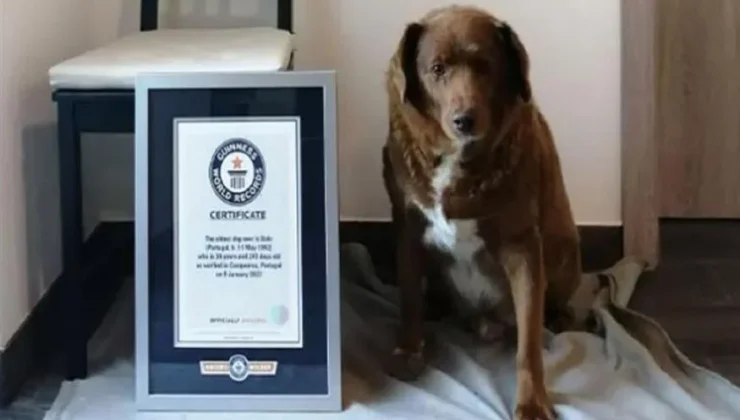 Πέθανε ο Μπόμπι σε ηλικία 31 ετών – Ήταν ο γηραιότερος σκύλος στον κόσμο και κάτοχος Ρεκόρ Γκίνες