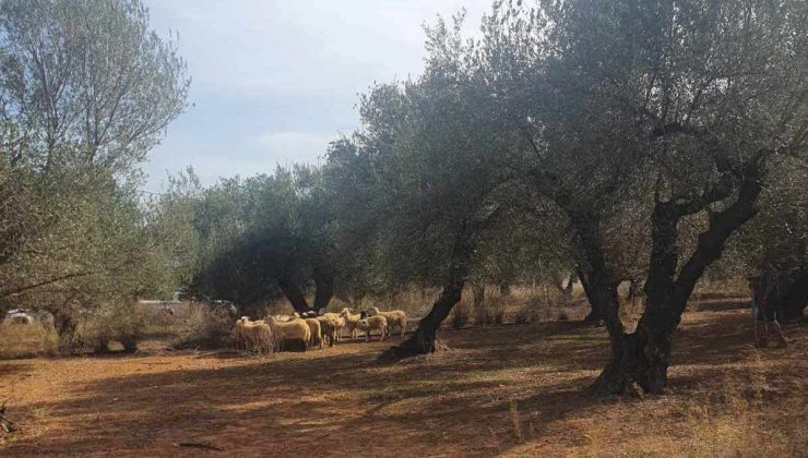 Κατασχέθηκαν πρόβατα που έκαναν ζημιές σε ελαιόδενδρα στην Σούδα (φωτο)