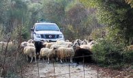 Χανιά: Δεκάδες πρόβατα “χωρίς σήμανση” έκαναν μεγάλη ζημιά σε ελαιόδεντρα στον Πλατανιά (φωτο)