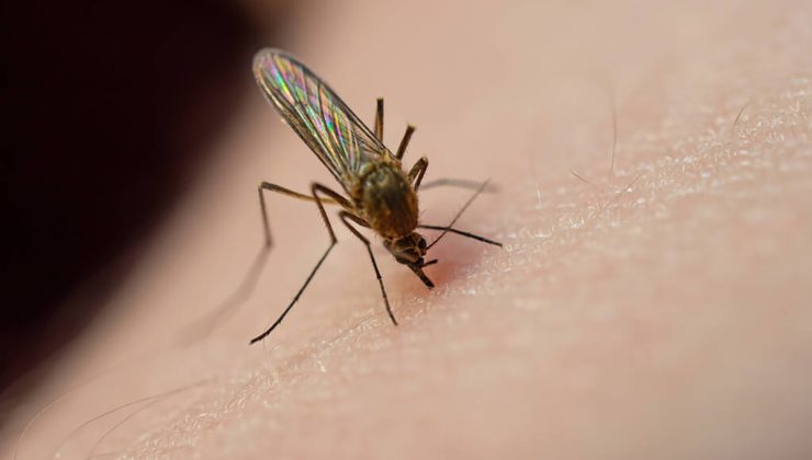 Το πρόγραμμα ψεκασμών για την καταπολέμηση των κουνουπιών στην Π.Ε. Ρεθύμνης για τις επόμενες μέρες