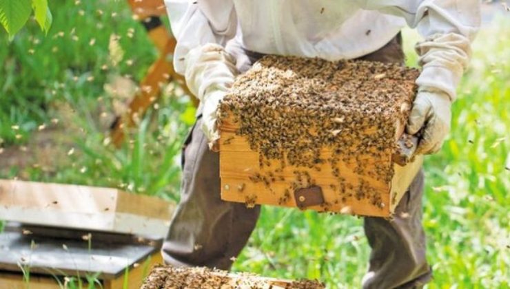 SOS απο τους μελισσοκόμους– Χρονιά εφιάλτης η φετινή – Η νοθεία στα μέλια