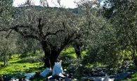 Κλοπές ελαιόλαδου σε όλη τη χώρα και στην Κρήτη – Με κάμερες, σεκιούριτι και περιπολίες προστατεύουν οι αγρότες τα χωράφια τους