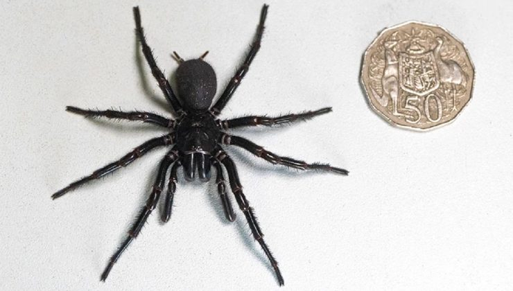 Στην Αυστραλία εντοπίστηκε η μεγαλύτερη αρσενική και πιο δηλητηριώδης αράχνη παγκοσμίως