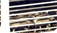 Μπλόκο της Αυστραλίας στην εξαγωγή χιλιάδων προβάτων και βοοειδών στο Ισραήλ με περίπλου της Αφρικής
