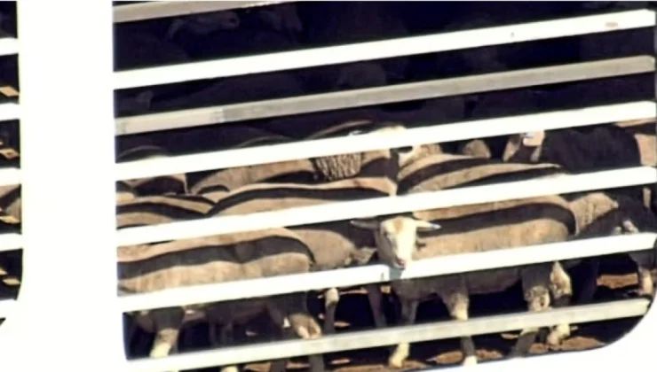 Μπλόκο της Αυστραλίας στην εξαγωγή χιλιάδων προβάτων και βοοειδών στο Ισραήλ με περίπλου της Αφρικής