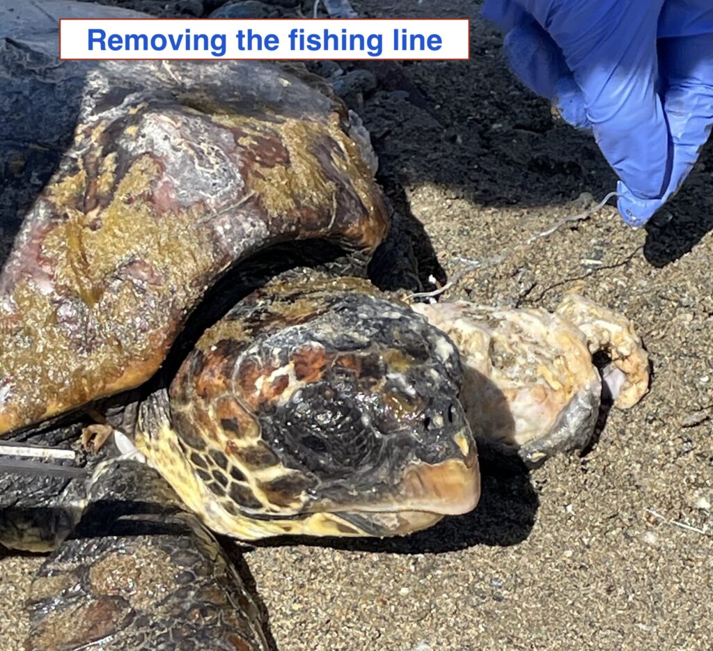 Κρήτη: Εθελοντές διέσωσαν μικρή θαλάσσια χελώνα!