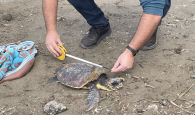 Εθελοντές διέσωσαν μικρή θαλάσσια χελώνα στην Ραβδούχα  Κισάμου (φωτο)