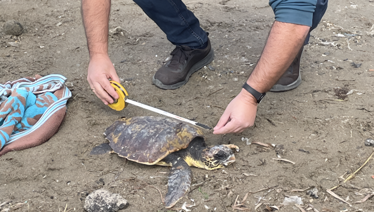 Εθελοντές διέσωσαν μικρή θαλάσσια χελώνα στην Ραβδούχα  Κισάμου (φωτο)
