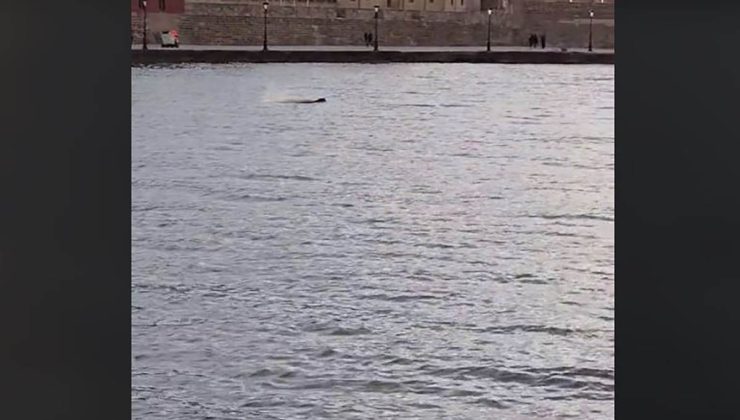 Σταθερός επισκέπτης στο παλιό λιμάνι Χανίων φαίνεται ότι έγινε η φώκια (βίντεο)