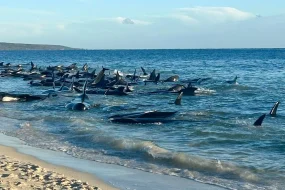 Αυστραλία: Επιχείρηση – μαμούθ για τη διάσωση 160 φαλαινών – 28 δεν τα κατάφεραν