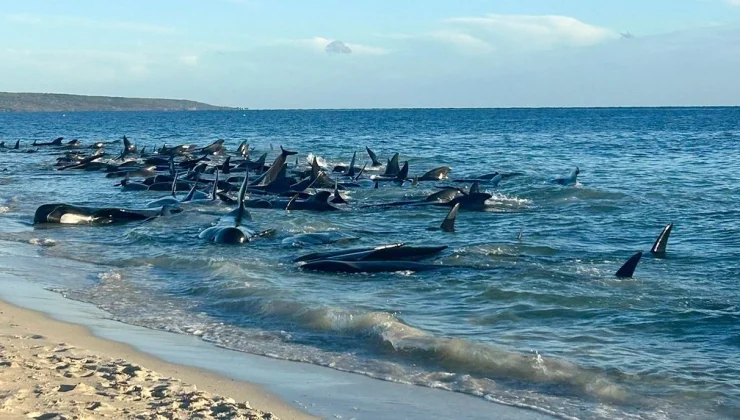 Αυστραλία: Επιχείρηση – μαμούθ για τη διάσωση 160 φαλαινών – 28 δεν τα κατάφεραν