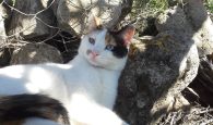 Χανιά: Πυροβολούν τις γάτες στο Αρώνι – Καταγγελία του Φιλοζωικού συλλόγου Χανίων (φωτο)