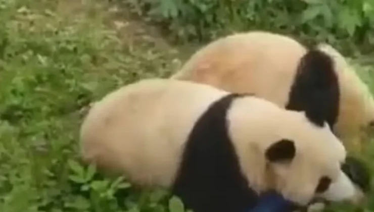 Κίνα: Σπάνια επίθεση από πάντα σε υπάλληλο ζωολογικού κήπου (βίντεο)
