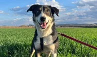Έχασε τη σκυλίτσα του στα ελληνοτουρκικά σύνορα το 2023 και τη βρήκε έναν χρόνο μετά στη Σερβία