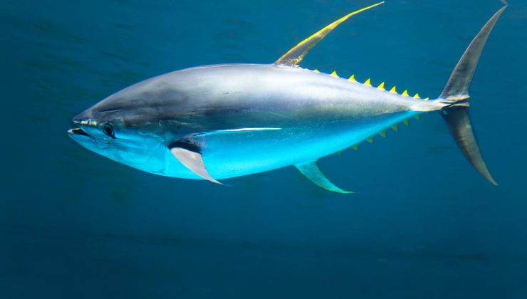 Διακοπή αλιείας τόνου (BFT) λόγω εξάντλησης εθνικής ποσόστωσης