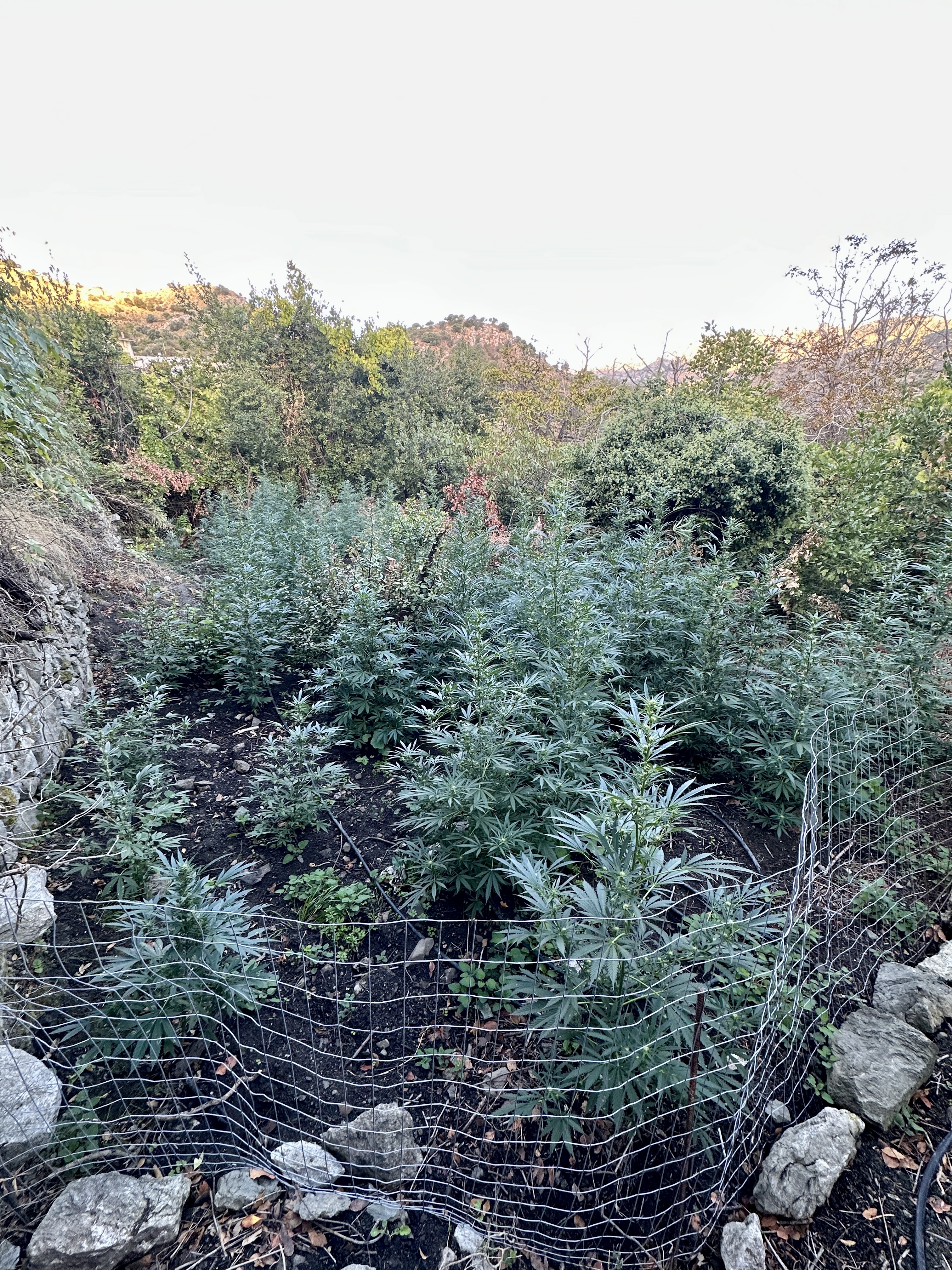 Νέα επιτυχία της ΕΛ.ΑΣ. στην Κρήτη: Εντοπίστηκε φυτεία κάνναβης με 80 δενδρύλλια - Δείτε εικόνες